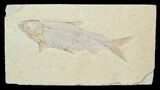 Knightia Fossil Fish On Rectangle Plate #3772-1